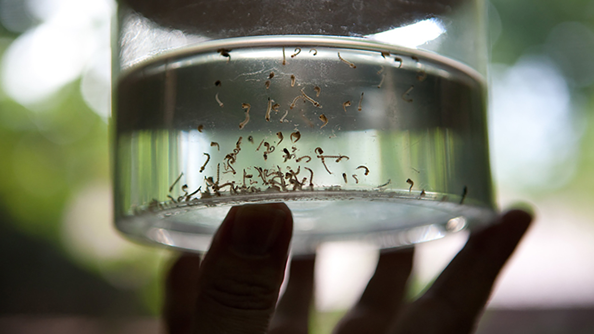 Casos De Dengue No Brasil Quase Dobram Em 2022 Jornal ARua