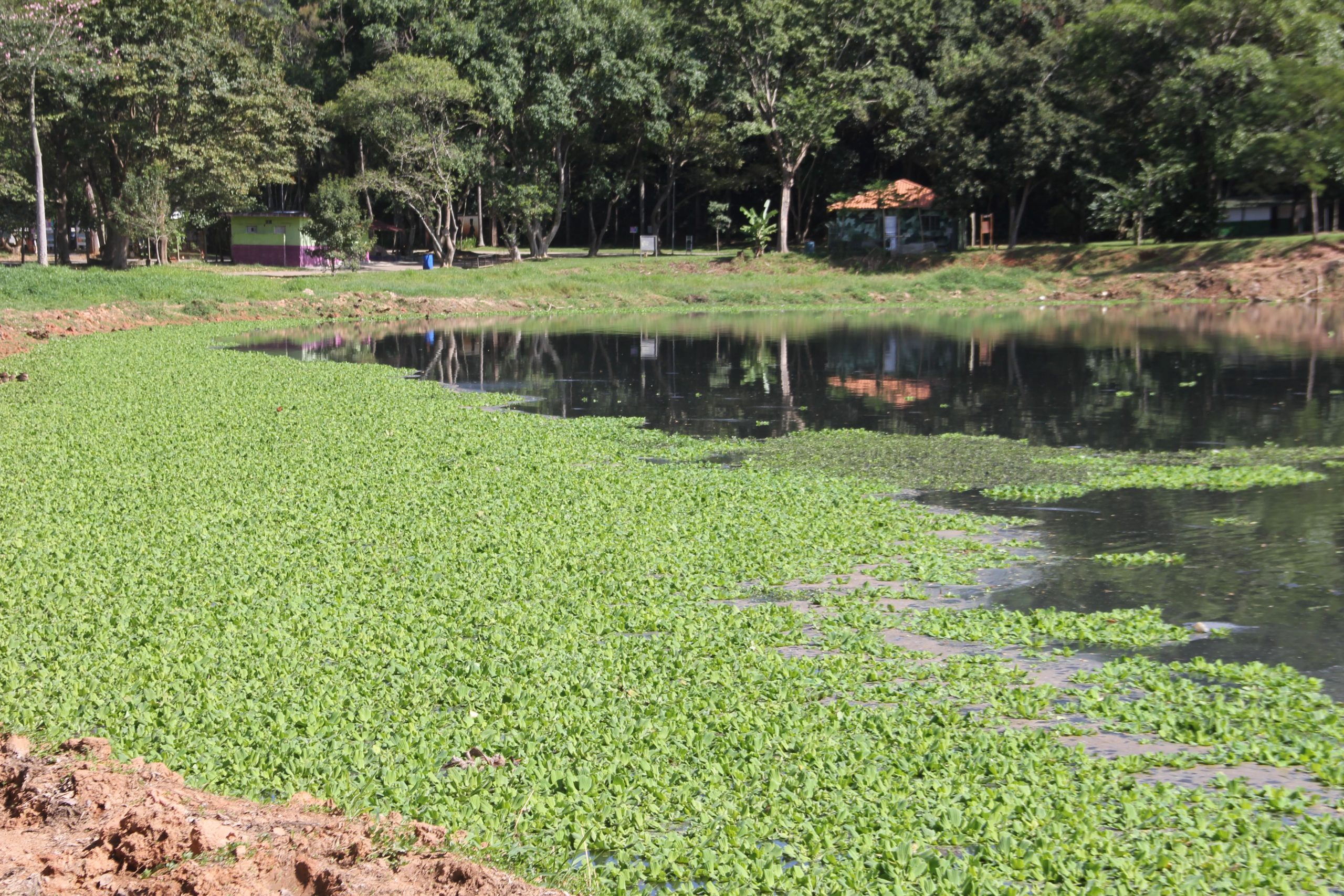 Lagoa Do Parque Ecol Gico De Barueri Passa Por Limpeza Jornal Arua