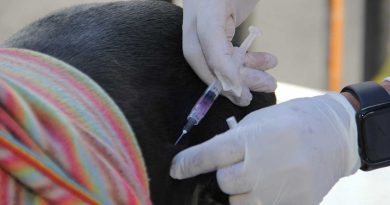 Barueri abre agendamento para vacinação antirrábica