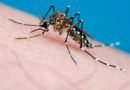 Dengue: Governo de SP alerta sobre cuidados e prevenção