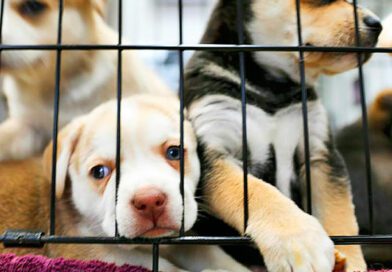 Delegacia Eletrônica de Proteção Animal recebe quase 80 denúncias de maus-tratos por dia em São Paulo