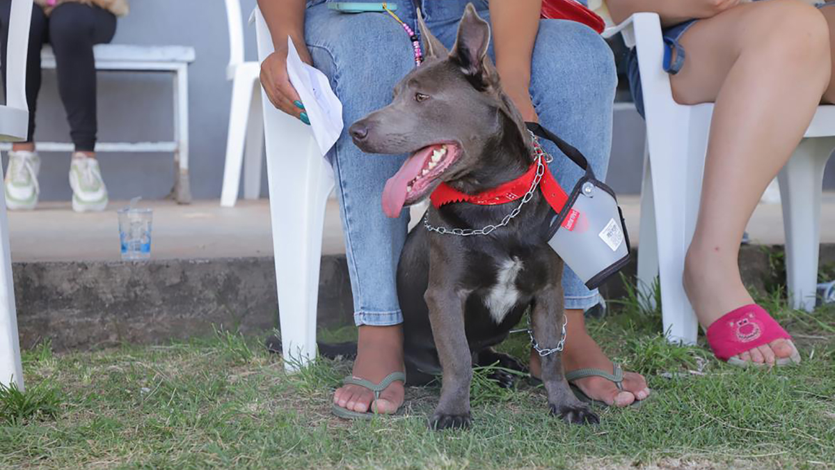 Barueri abrirá agendamento on-line para castração de pets no dia 8 de  novembro