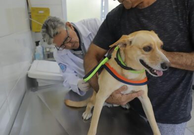 Posto fixo de vacinação contra a raiva imuniza pets em dezembro Posto fixo de vacinação contra a raiva imuniza pets em dezembro