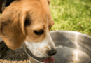 Calor intenso: alerta para cuidados com alimentação e ingestão de água para os pets Calor intenso: alerta para cuidados com alimentação e ingestão de água para os pets