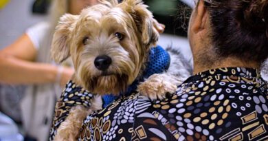 Vacinação antirrábica gratuita para cães e gatos já pode ser agendada em Cotia