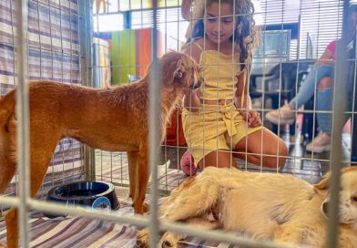 Feira de adoção de cães e gatos acontece no Ita Shopping Centro no sábado (11) Feira de adoção de cães e gatos acontece no Ita Shopping Centro no sábado (11)