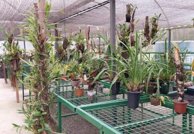 Barueri abre inscrições para curso gratuito de cultivo de orquídeas Barueri abre inscrições para curso gratuito de cultivo de orquídeas