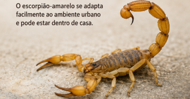 Escorpiões: uma zoonose silenciosa que cresce nas cidades