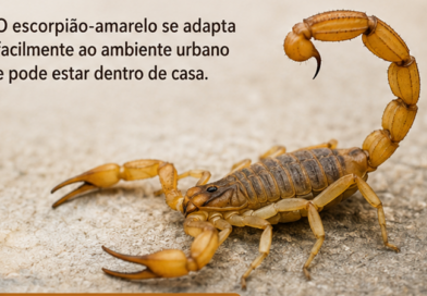 Escorpiões: uma zoonose silenciosa que cresce nas cidades