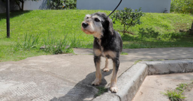 Barueri realiza 23 feiras de adoção de cães e gatos em julho; veja datas e locais Barueri realiza 23 feiras de adoção de cães e gatos em julho; veja datas e locais