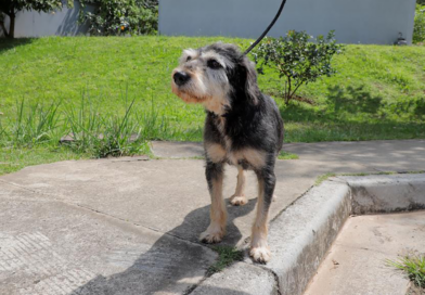 Barueri realiza 23 feiras de adoção de cães e gatos em julho; veja datas e locais Barueri realiza 23 feiras de adoção de cães e gatos em julho; veja datas e locais