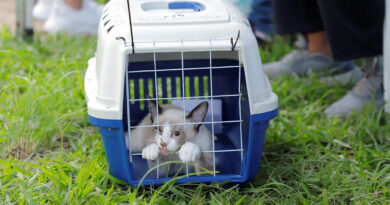 Prefeitura de Barueri abre inscrições para castração gratuita de mais de 300 cães e gatos em julho