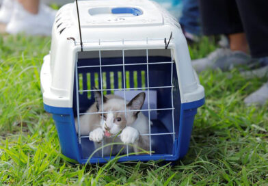 Prefeitura de Barueri abre inscrições para castração gratuita de mais de 300 cães e gatos em julho