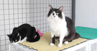 Esporotricose em Barueri: doença pode afetar gatos, cães e seres humanos Esporotricose em Barueri: doença pode afetar gatos, cães e seres humanos