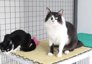 Esporotricose em Barueri: doença pode afetar gatos, cães e seres humanos Esporotricose em Barueri: doença pode afetar gatos, cães e seres humanos