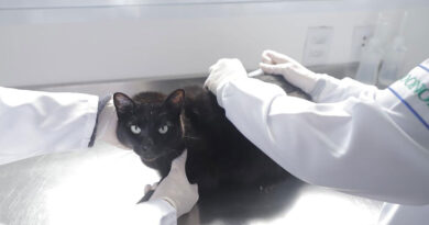 Julho Dourado: Barueri reforça vacinação antirrábica gratuita para cães e gatos durante todo o ano Julho Dourado: Barueri reforça vacinação antirrábica gratuita para cães e gatos durante todo o ano