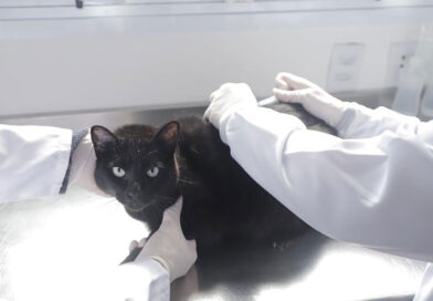 Julho Dourado: Barueri reforça vacinação antirrábica gratuita para cães e gatos durante todo o ano Julho Dourado: Barueri reforça vacinação antirrábica gratuita para cães e gatos durante todo o ano