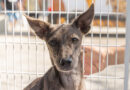 Itapevi realiza feira de adoção de cães na Praça 18 de Fevereiro neste sábado (25) Itapevi realiza feira de adoção de cães na Praça 18 de Fevereiro neste sábado (25)