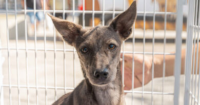 Itapevi realiza feira de adoção de cães na Praça 18 de Fevereiro neste sábado (25) Itapevi realiza feira de adoção de cães na Praça 18 de Fevereiro neste sábado (25)