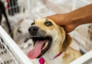 Prefeitura de Itapevi realiza feira de adoção de cães e gatos neste sábado (18)