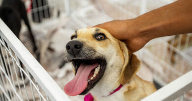 Prefeitura de Itapevi realiza feira de adoção de cães e gatos neste sábado (18) Prefeitura de Itapevi realiza feira de adoção de cães e gatos neste sábado (18)