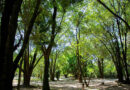 Barueri amplia arborização urbana e reforça ações para enfrentar mudanças climáticas Barueri amplia arborização urbana e reforça ações para enfrentar mudanças climáticas