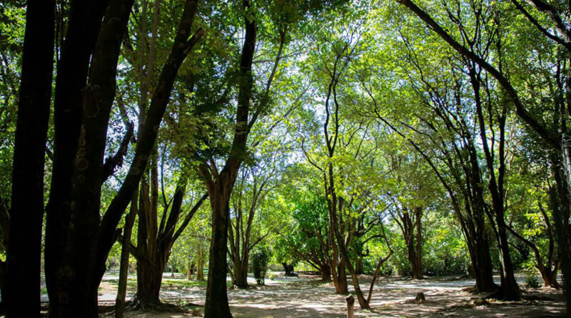 Barueri amplia arborização urbana e reforça ações para enfrentar mudanças climáticas Barueri amplia arborização urbana e reforça ações para enfrentar mudanças climáticas