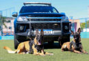 Canil da GCM de Itapevi atua com nove cães policiais em ações de segurança e apoio à população Canil da GCM de Itapevi atua com nove cães policiais em ações de segurança e apoio à população