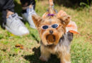 Barueri promove Cãominhada 2026 com passeio, concurso e feira de adoção neste sábado
