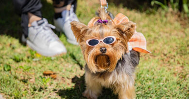 Barueri promove Cãominhada 2026 com passeio, concurso e feira de adoção neste sábado