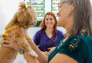 Prefeitura promove vacinação contra a raiva em cães e gatos
