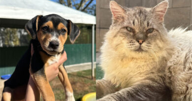 Instituto Caramelo leva cerca de 40 cães e gatos para adoção no MorumbiShopping neste sábado (22)