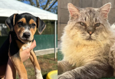 Instituto Caramelo leva cerca de 40 cães e gatos para adoção no MorumbiShopping neste sábado (22)