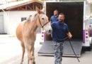 Barueri oferece resgate e atendimento a animais em situação de risco Barueri oferece resgate e atendimento a animais em situação de risco