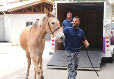 Barueri oferece resgate e atendimento a animais em situação de risco Barueri oferece resgate e atendimento a animais em situação de risco