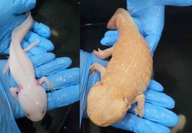 Cetas de Barueri recebe pela primeira vez salamandras da espécie Axolote