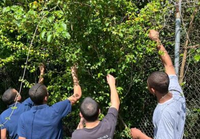 Jovens da Fundação CASA de Osasco aprendem sobre recuperação ambiental em Viveiro Escola Jovens da Fundação CASA de Osasco aprendem sobre recuperação ambiental em Viveiro Escola