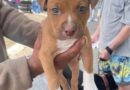 Barueri alerta sobre cuidados na compra e adoção de cães para prevenir leishmaniose visceral Barueri alerta sobre cuidados na compra e adoção de cães para prevenir leishmaniose visceral