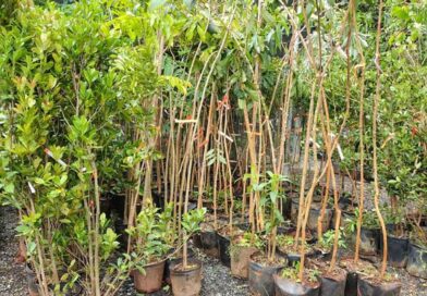 Barueri recebe doação de 637 mudas e amplia ações de arborização na cidade Barueri recebe doação de 637 mudas e amplia ações de arborização na cidade