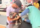 Barueri oferece atendimento veterinário gratuito no Jardim Paulista neste sábado (17) Barueri oferece atendimento veterinário gratuito no Jardim Paulista neste sábado (17)
